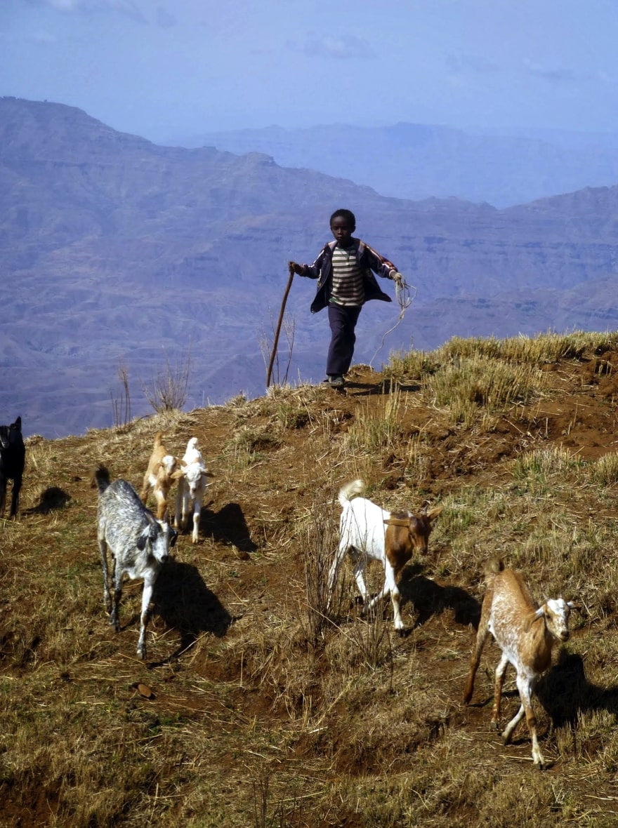 animal herding society